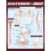 Сапин М.Р.. Анатомия. Самая компактная анатомическая таблица