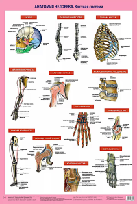 Анатомия человека. Костная система (в тубусе). Самусев Р.П.