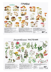 Грибы; Лекарственные растения (комплект из 2 плакатов). Сергеева М.Н.