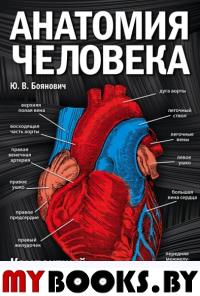 Анатомия человека: компактный атлас-раскраска. Боянович Ю.В.