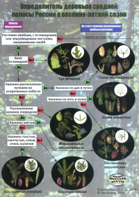 Наглядный определитель деревьев средней полосы России в весенне-летний сезон. Боголюбов А.С., Лазарева Н.С., Васюкова О.В., Жданова О.В. Изд.2, изм.