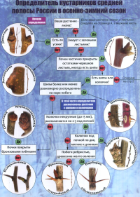 Наглядный определитель кустарников средней полосы России в осенне-зимний сезон. Боголюбов А.С., Лазарева Н.С., Васюкова О.В., Жданова О.В., Федорин А.К.
