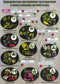 Наглядный определитель кустарников, кустарничков и лиан средней полосы России в весенне-летний сезон. Боголюбов А.С., Лазарева Н.С., Васюкова О.В., Жданова О.В.