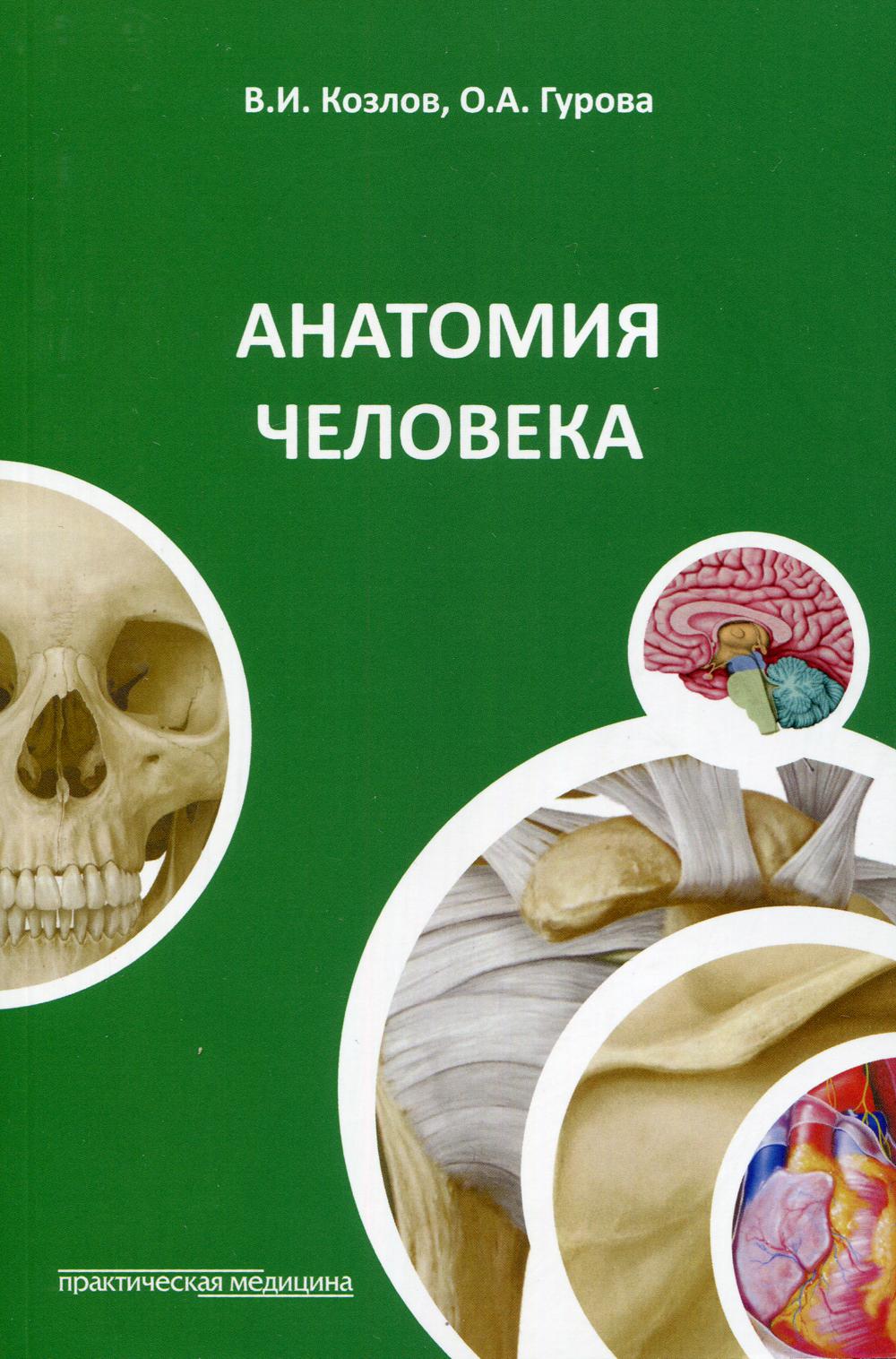 Анатомия человека: Учебное пособие. 4-е изд., стер