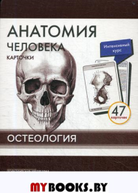 Анатомия человека: карточки. (47 шт) Остеология: Учебное пособие