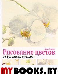 Рисование цветов от бутона до листьев. Пипер Анне
